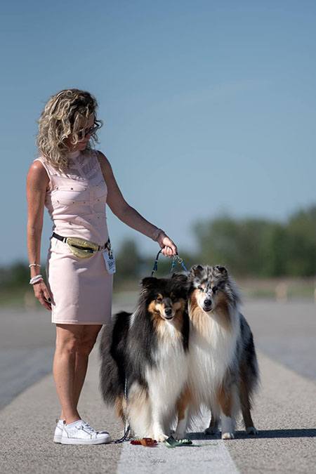 Rough collie 325 Rough collie 325