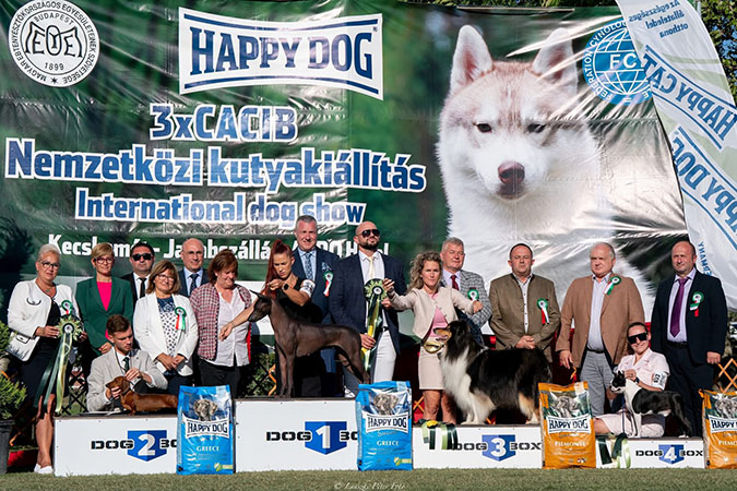 Rough collie 316 Rough collie 316