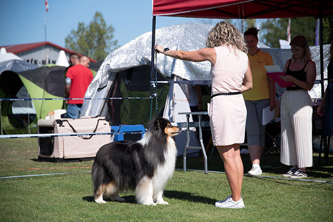 Rough collie 315 Rough collie 315