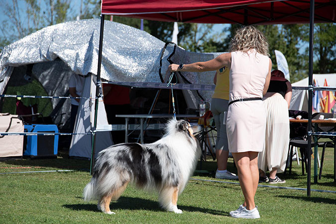 Rough collie 314 Rough collie 314