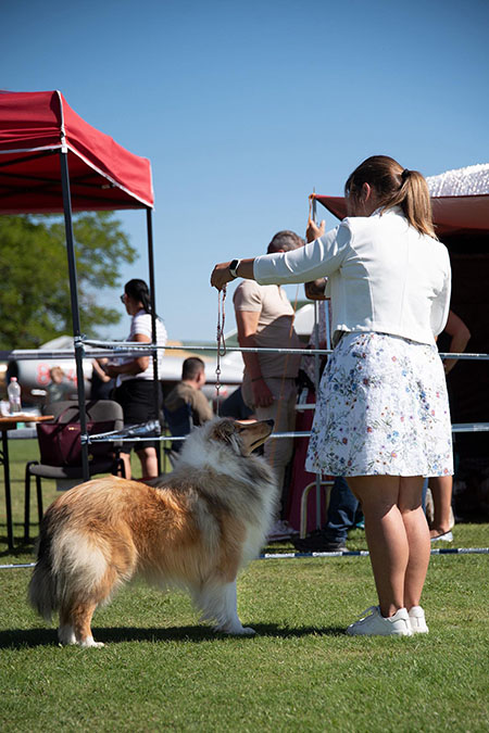 Rough collie 313 Rough collie 313