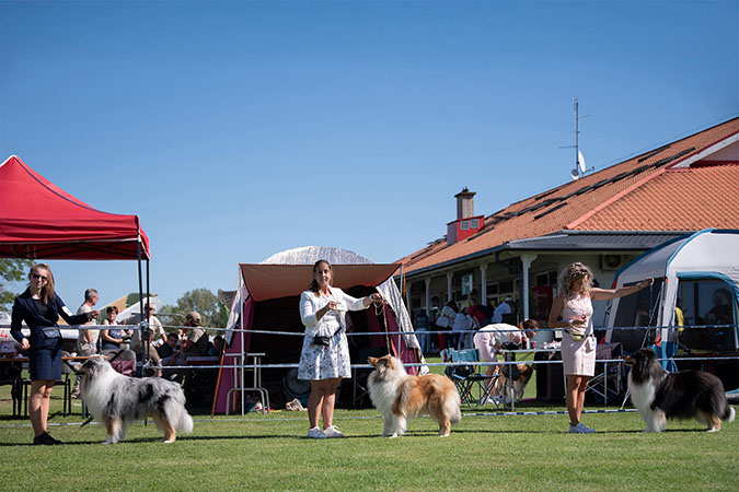 Rough collie 312 Rough collie 312