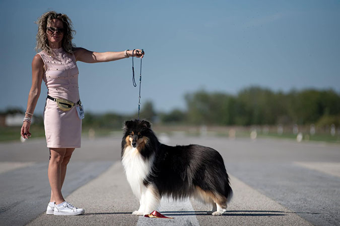 Rough collie 324 Rough collie 324