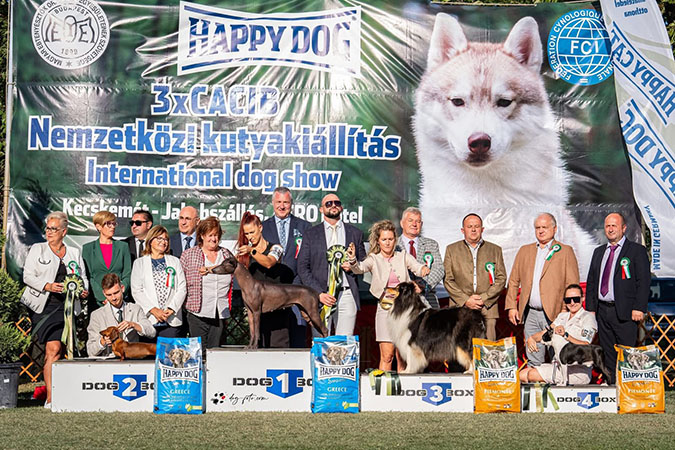 Rough collie 323 Rough collie 323