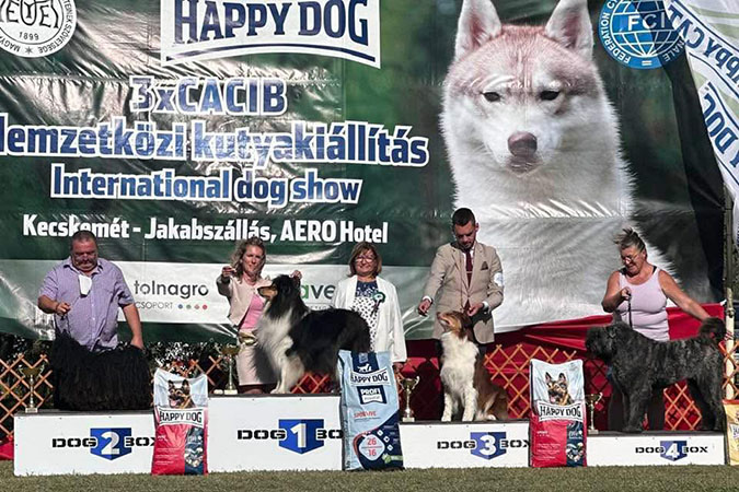 Rough collie 322 Rough collie 322