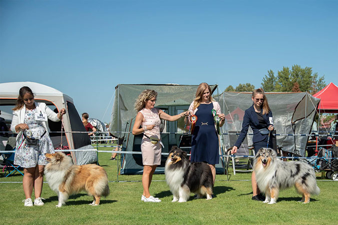Rough collie 321 Rough collie 321