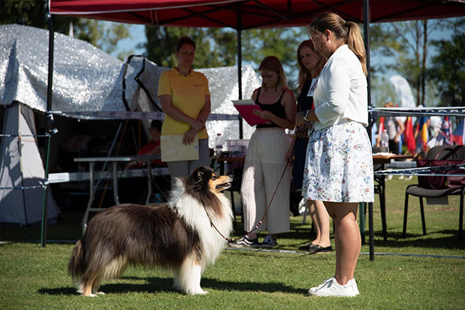 Rough collie 320 Rough collie 320