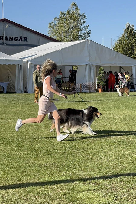 Rough collie 318 Rough collie 318