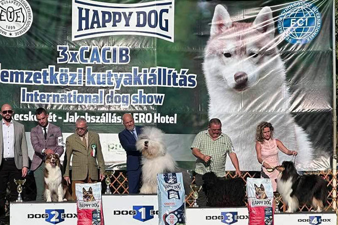 Rough collie 317 Rough collie 317