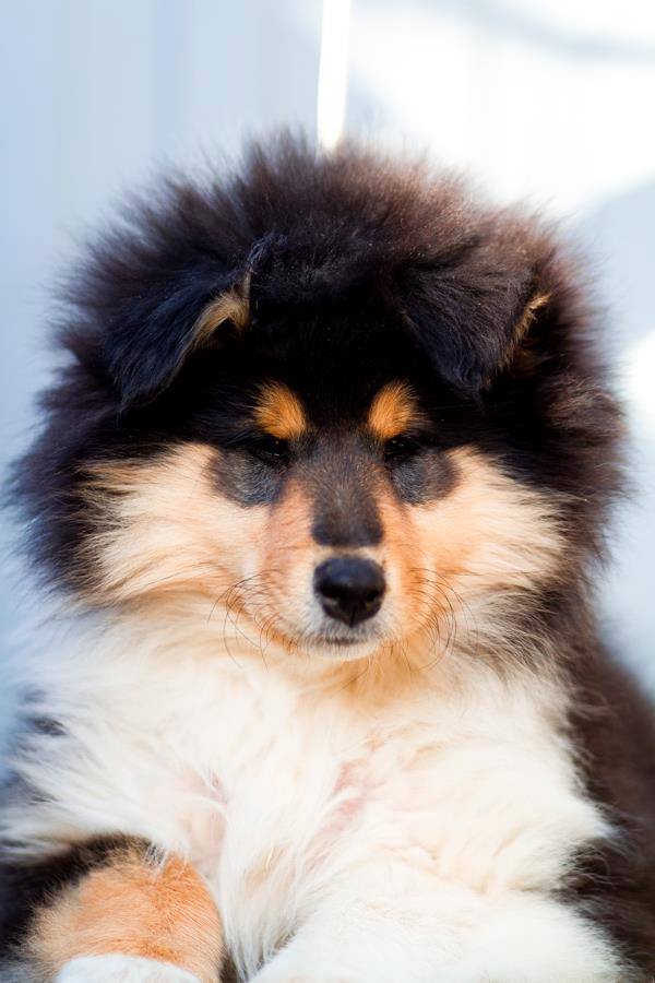 Rough collie 109