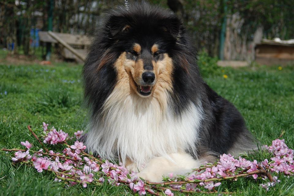 Rough collie 118