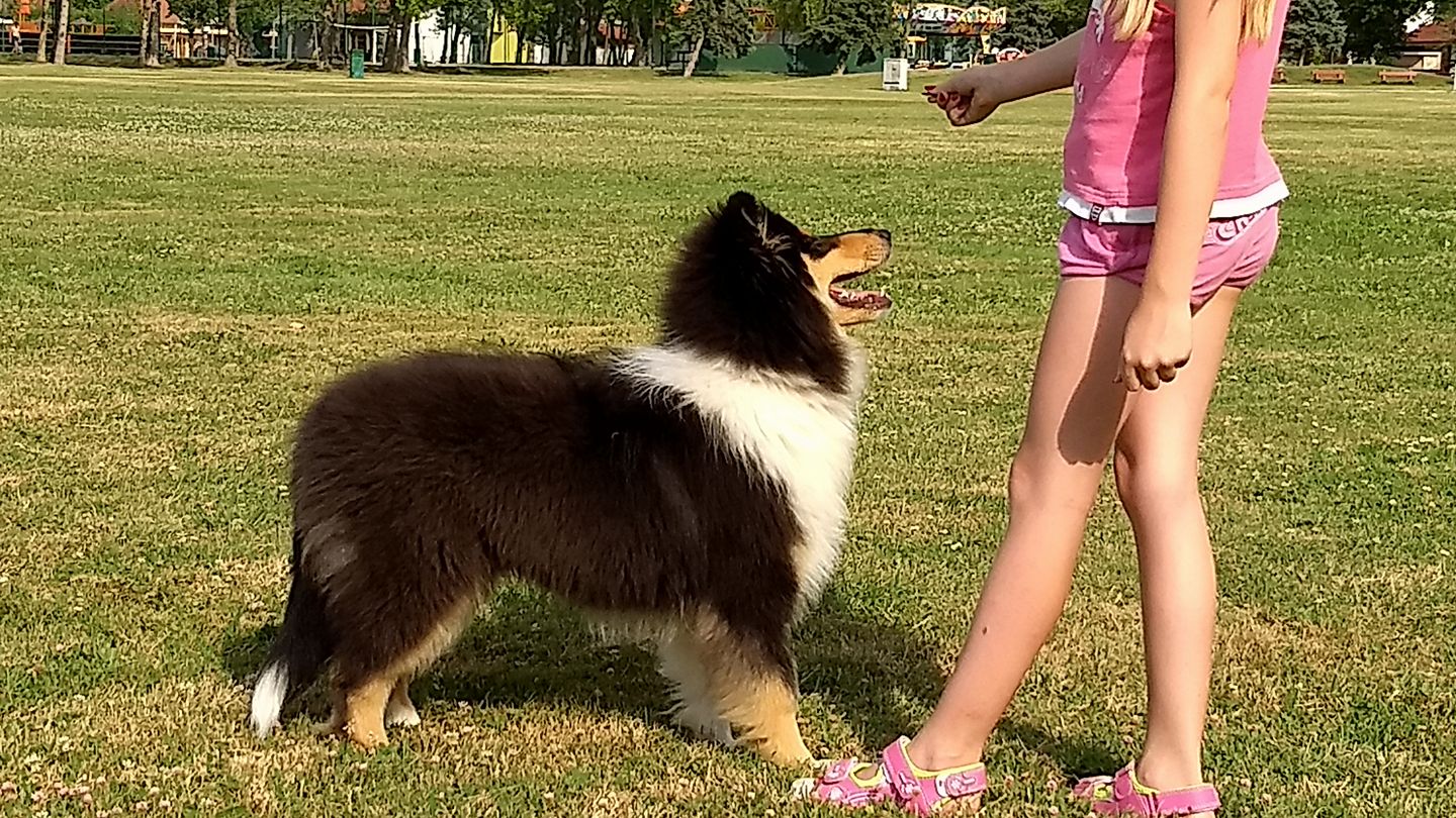 Rough collie 110