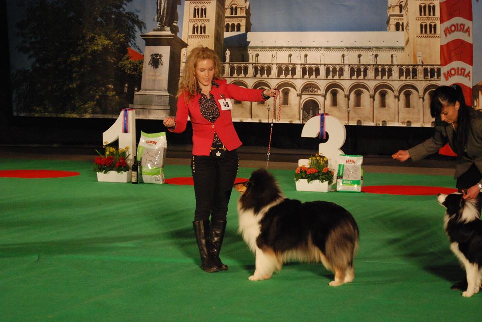 Rough collie 112