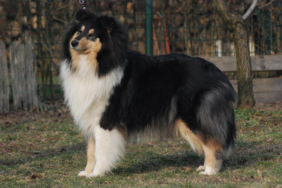 Rough collie 113