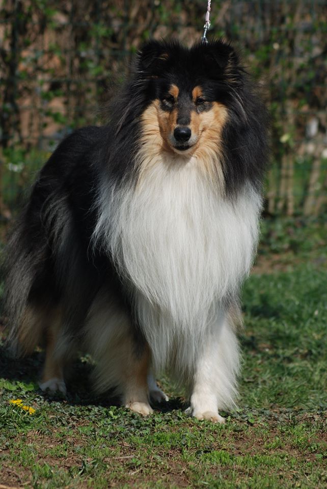 Rough collie 115