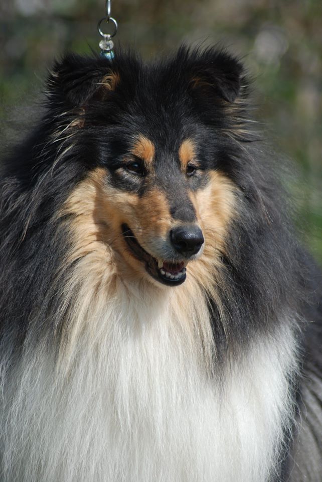 Rough collie 116