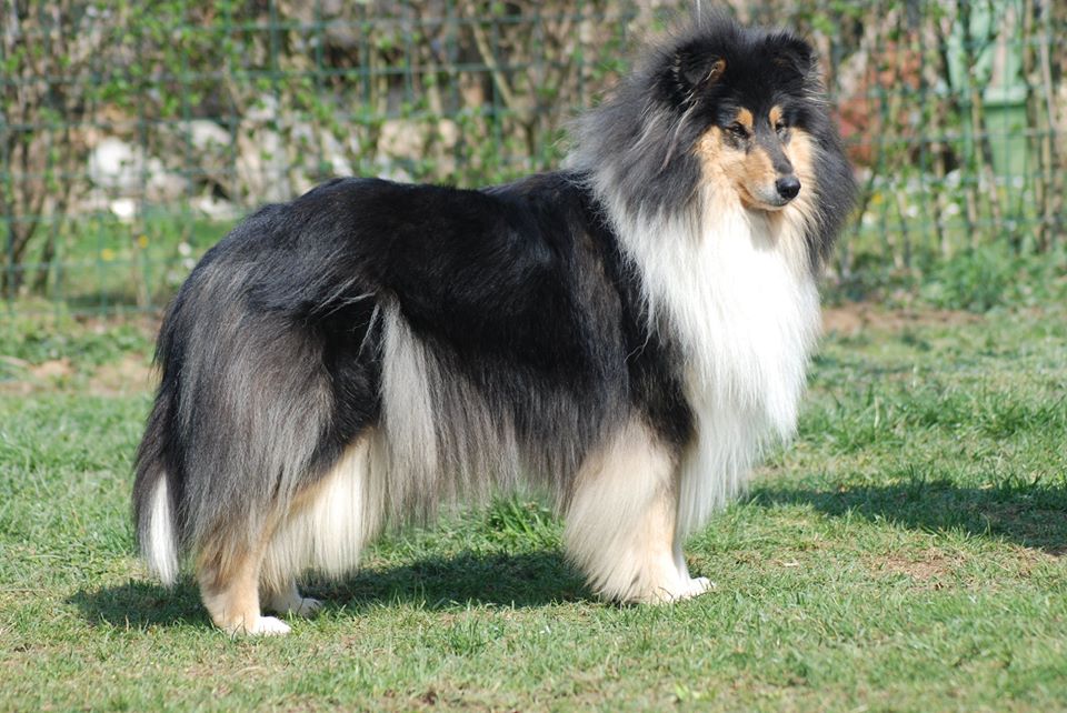 Rough collie 117