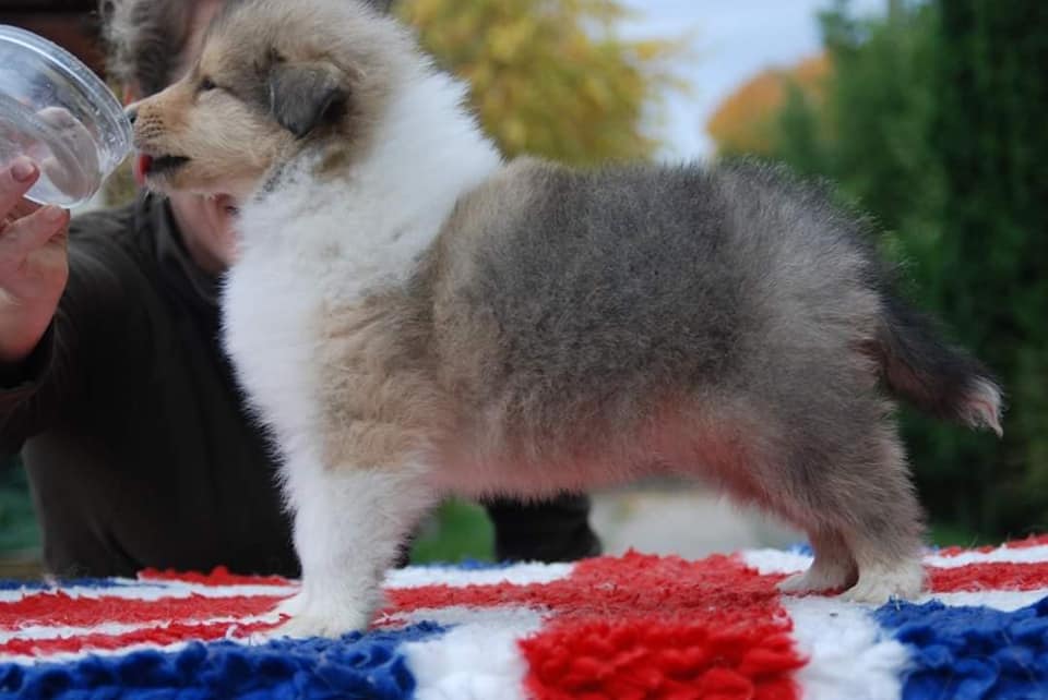 Rough collie 167 Rough collie 167