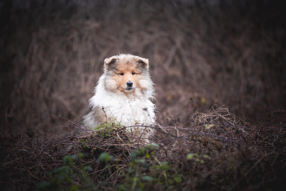 Rough collie 176 Rough collie 176
