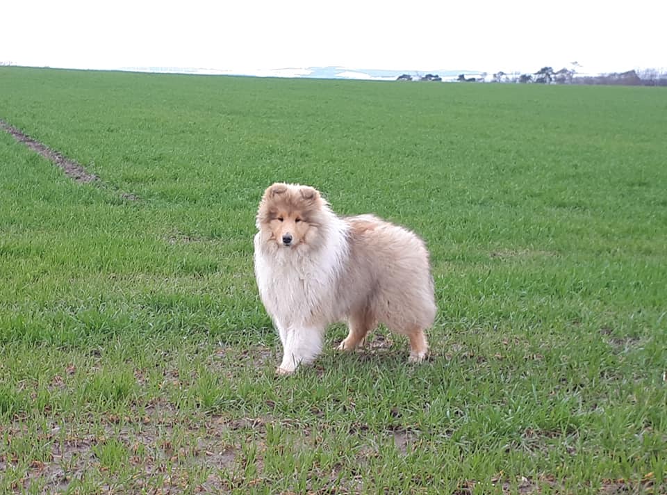 Rough collie 177 Rough collie 177
