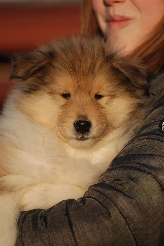 Rough collie 168 Rough collie 168