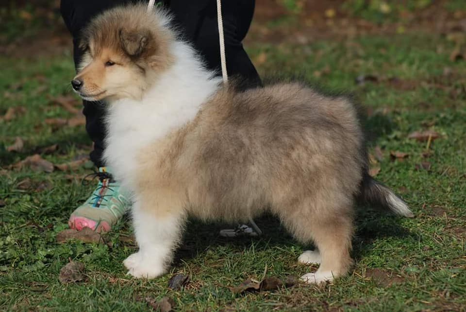 Rough collie 169 Rough collie 169