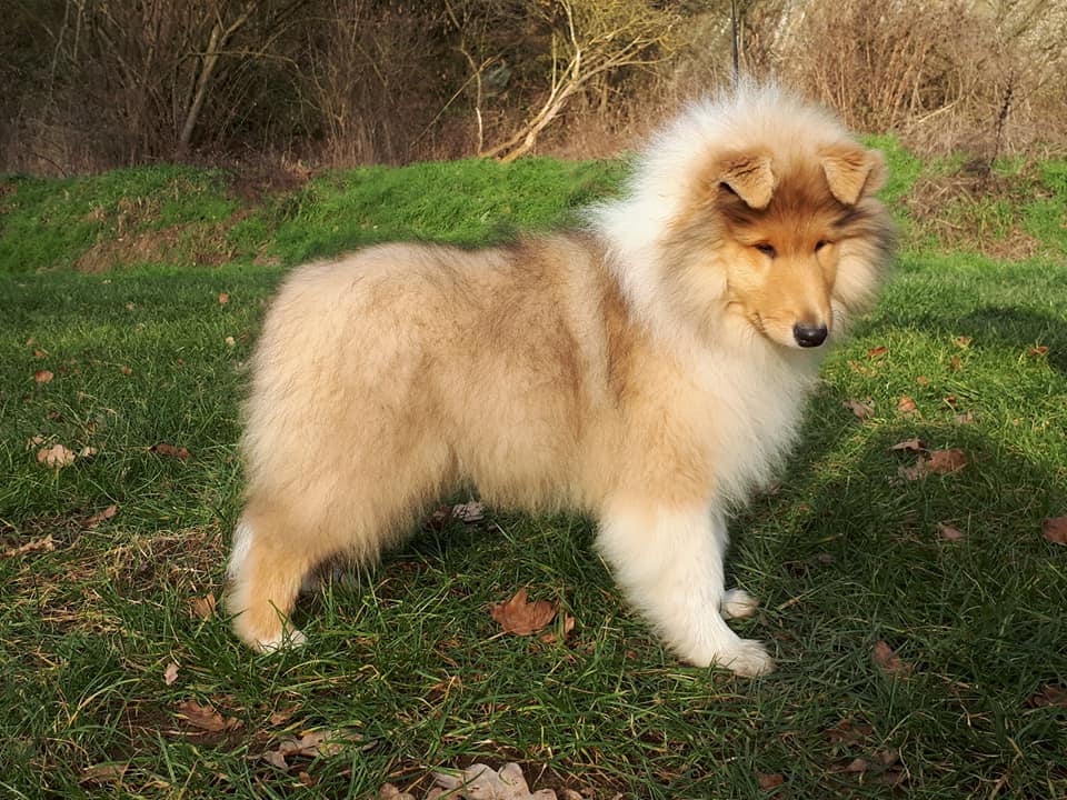 Rough collie 170 Rough collie 170