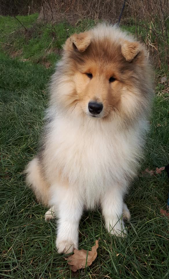 Rough collie 171 Rough collie 171