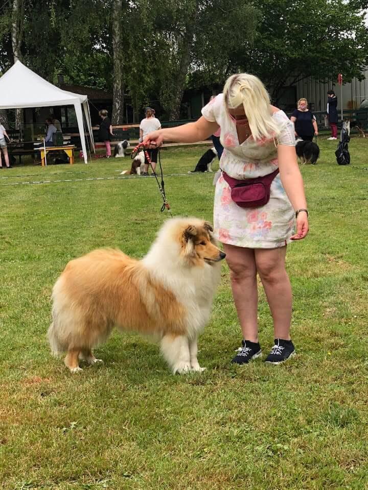 Rough collie 172 Rough collie 172