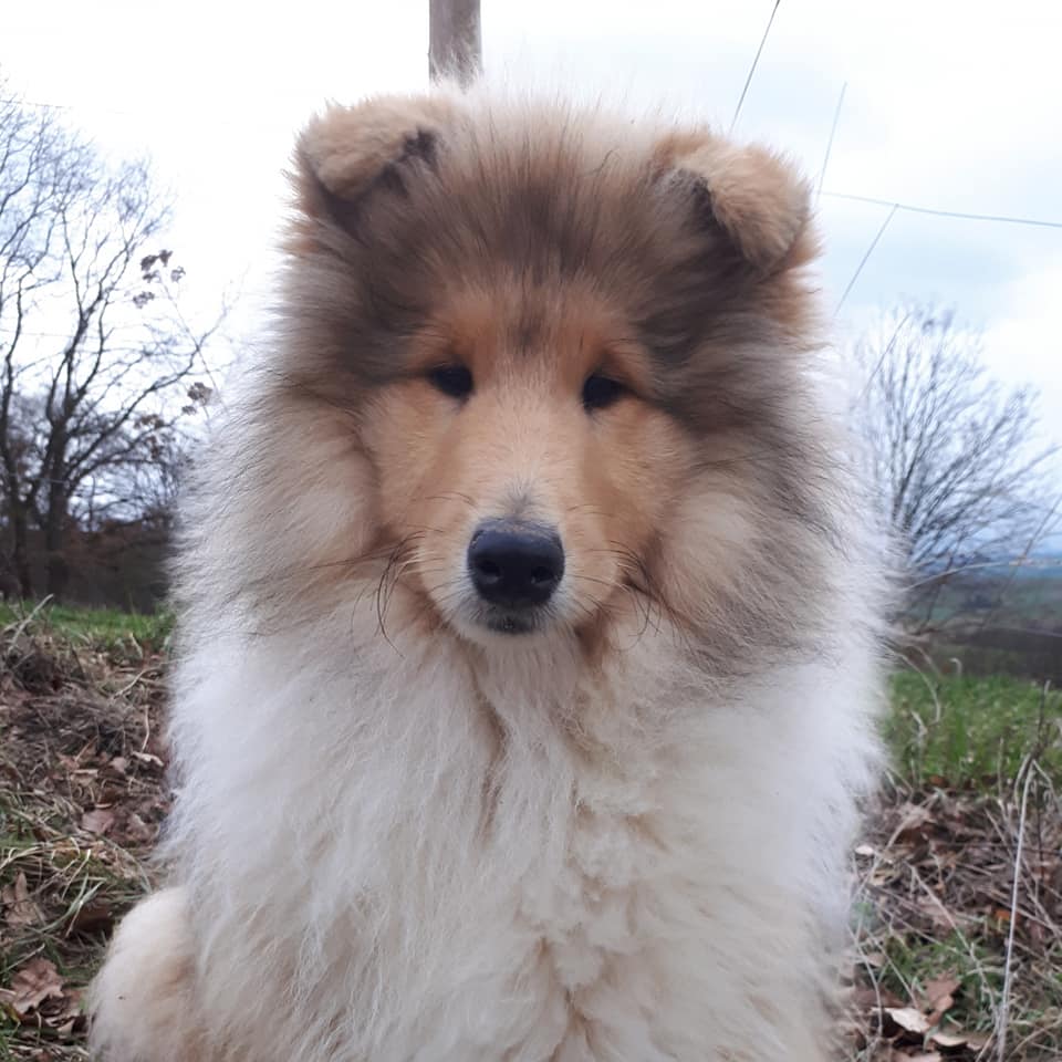 Rough collie 173 Rough collie 173