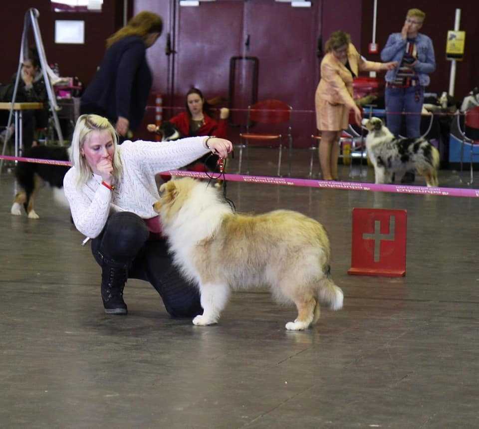 Rough collie 174 Rough collie 174
