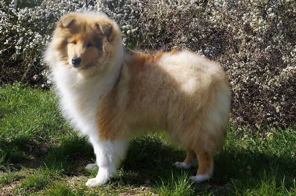 Rough collie 175 Rough collie 175