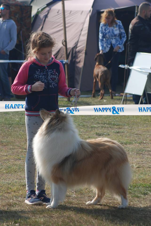 Rough collie 128