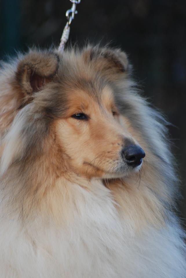 Rough collie 131