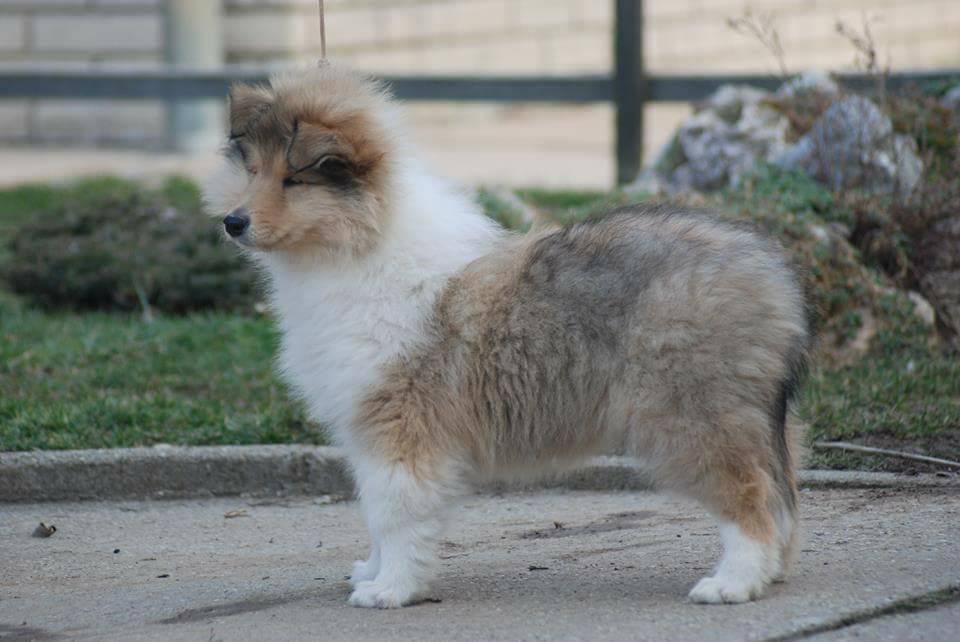 Rough collie 120