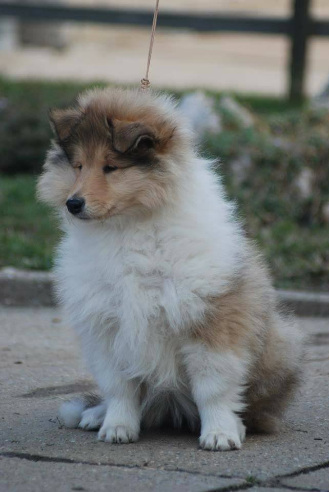 Rough collie 121