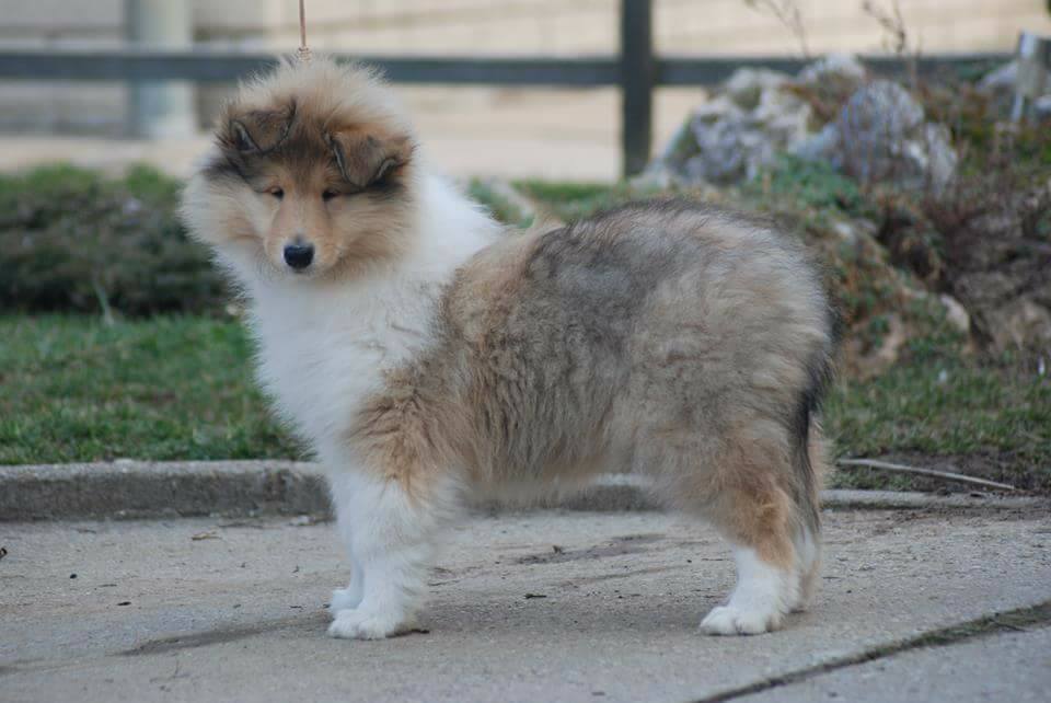 Rough collie 122