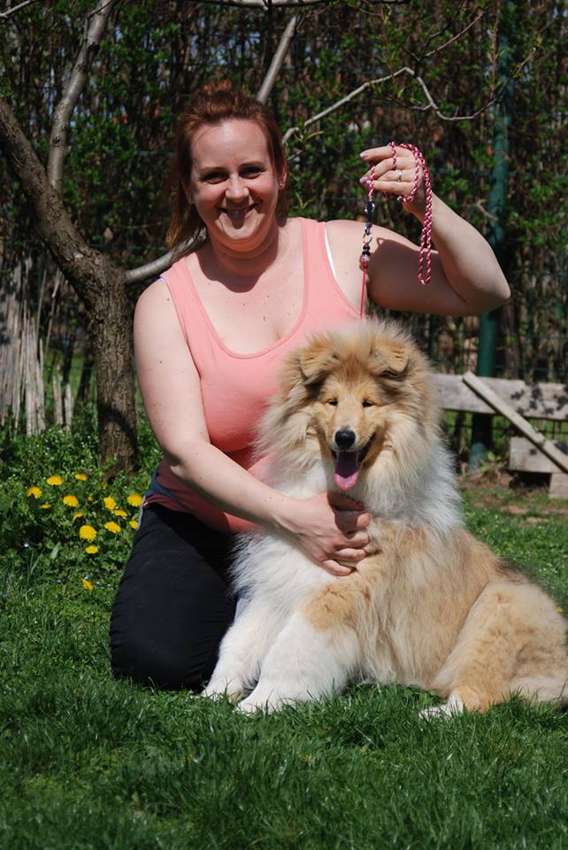 Rough collie 123