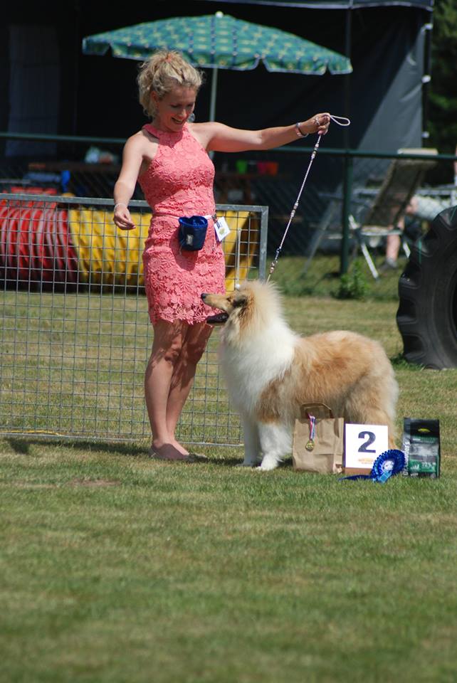 Rough collie 127