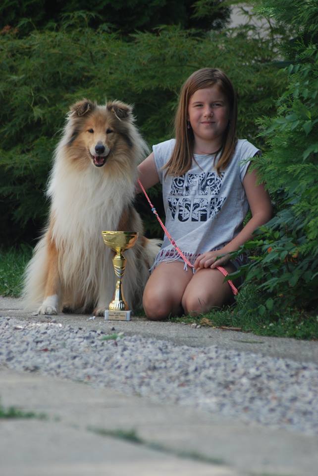 Rough collie 77 Rough collie 77