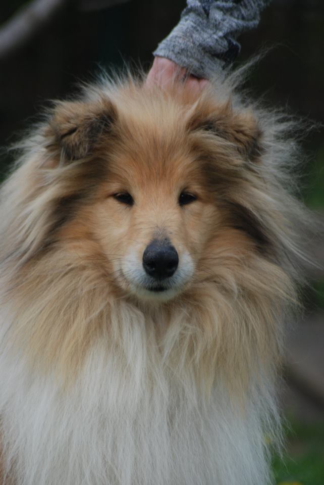 Rough collie 78 Rough collie 78