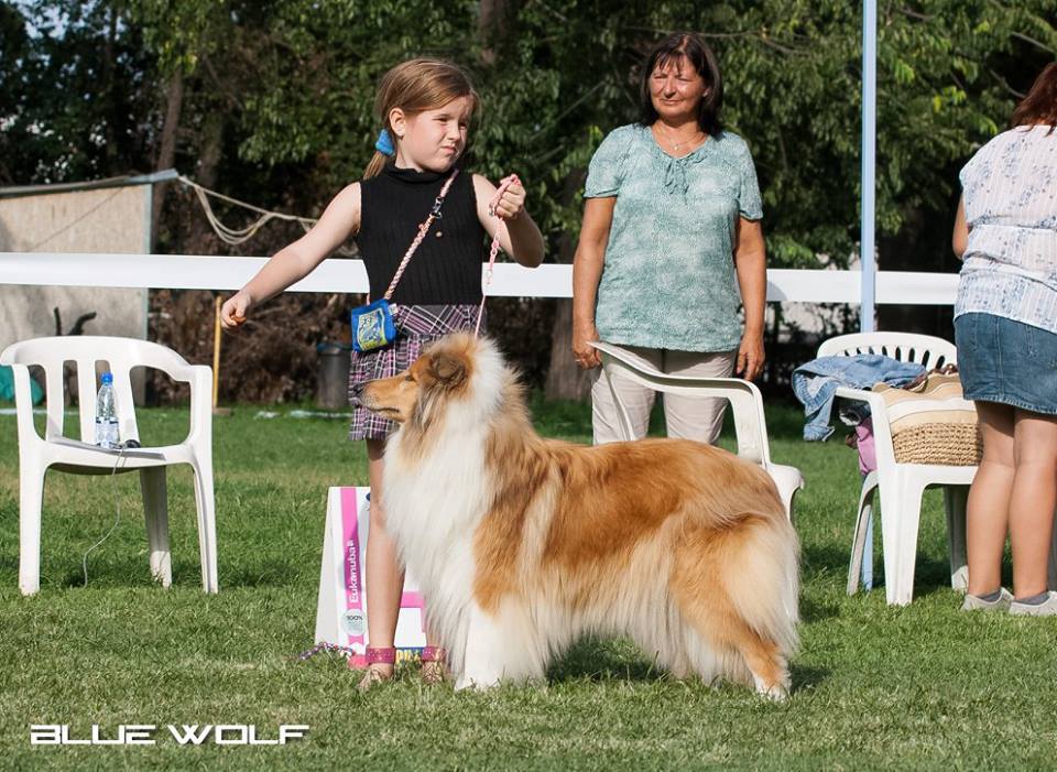 Rough collie 80 Rough collie 80