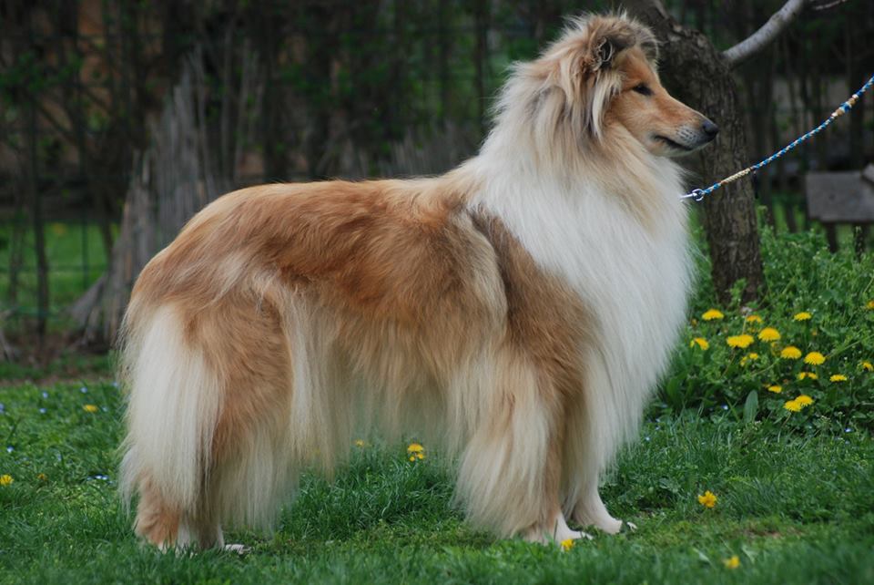 Rough collie 82 Rough collie 82