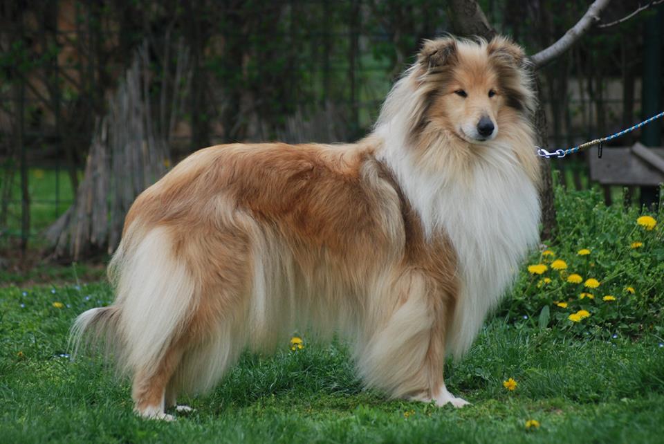 Rough collie 83 Rough collie 83