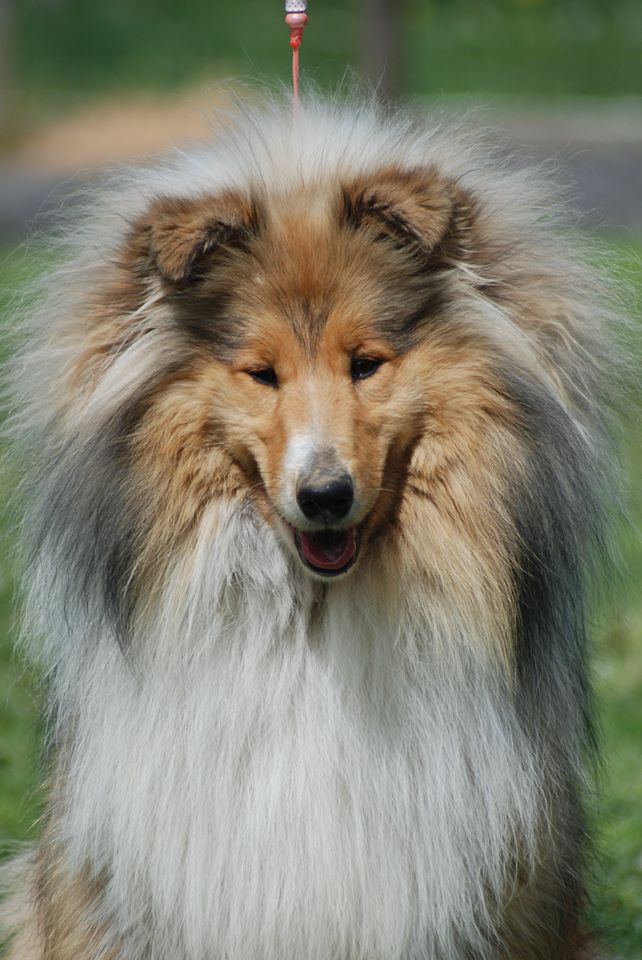 Rough collie 135