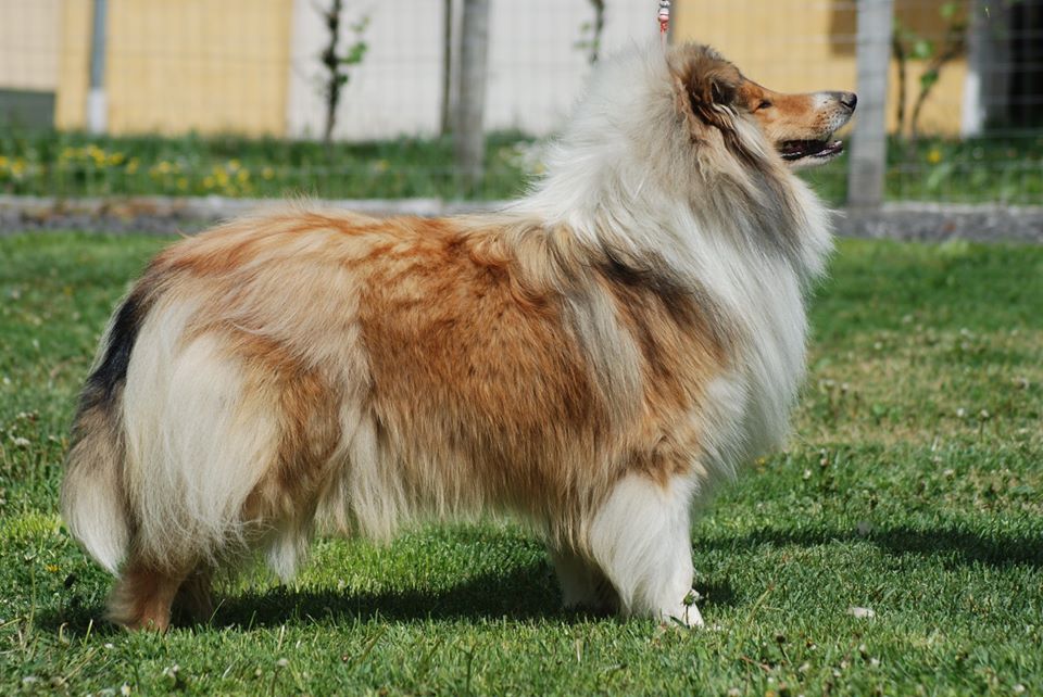 Rough collie 139