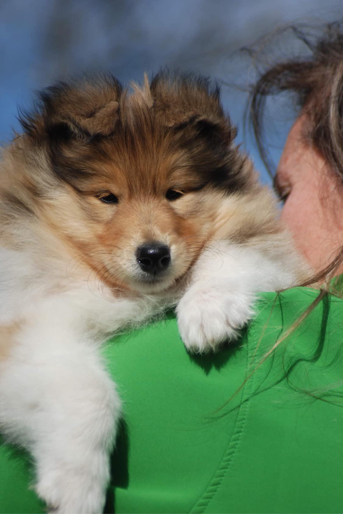 Rough collie 192
