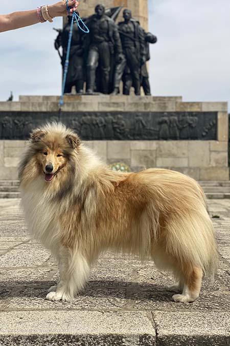 Rough collie 262