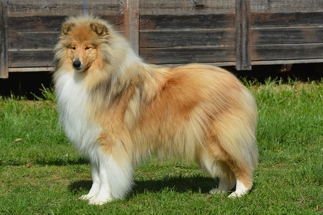 Rough collie 263