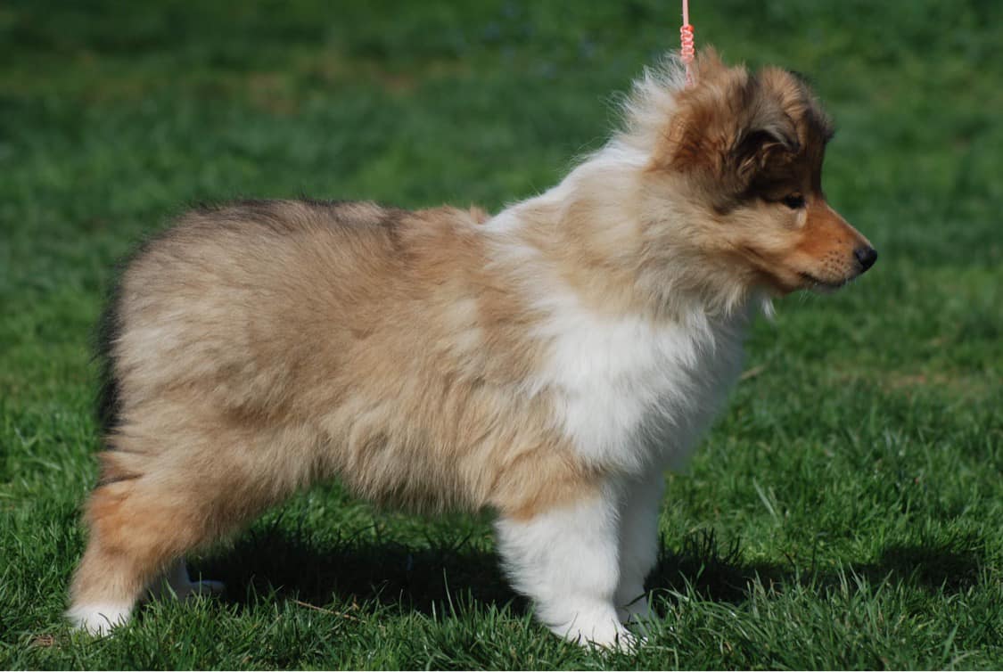 Rough collie 193